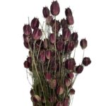 Dry purple Nigella - Image 2