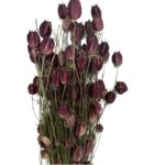 Dry purple Nigella