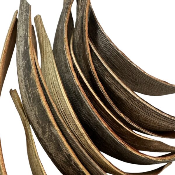 Dry palm paddles natural 10/bag 9-11"