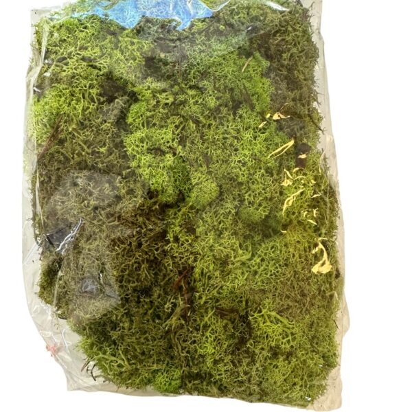 Preserved bag Icelandic moss pistachio green - Image 2