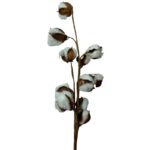 Dry light blue cotton - Image 2