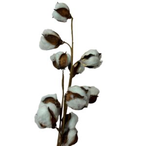 Dry light blue cotton