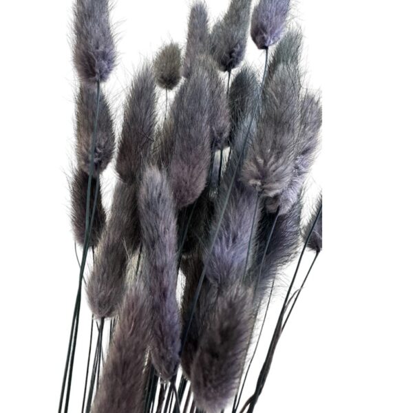 Dry night color Lagurus