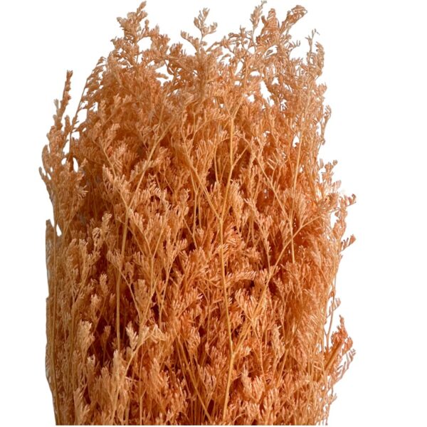 Dry orange caspia