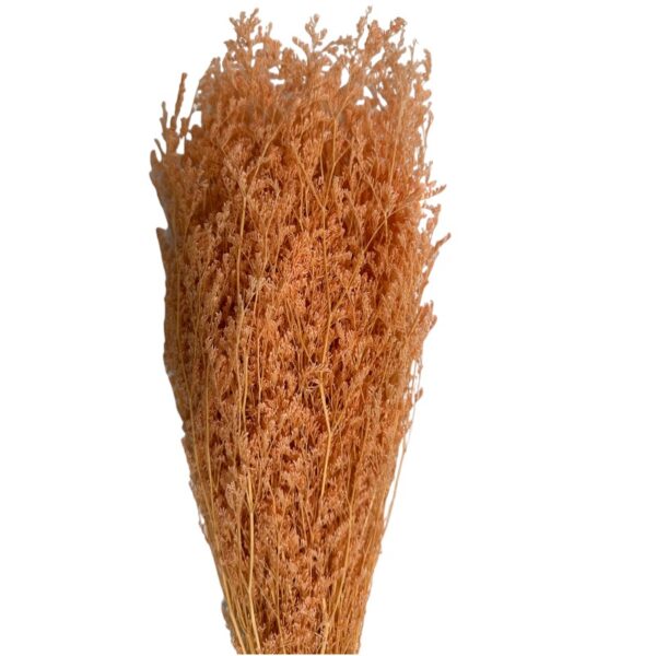 Dry orange caspia - Image 2