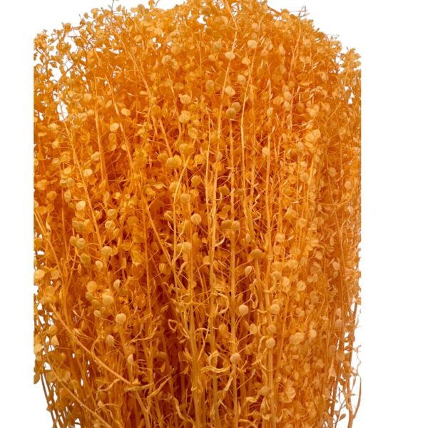 Dry orange feston