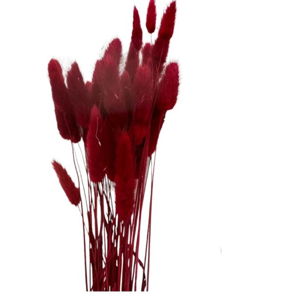Dry red Lagurus - Image 2