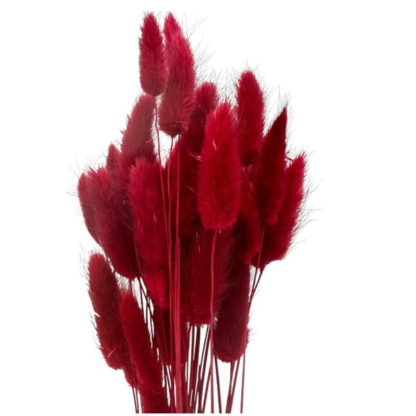 Dry red Lagurus