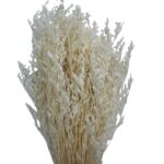 Dry white caspia