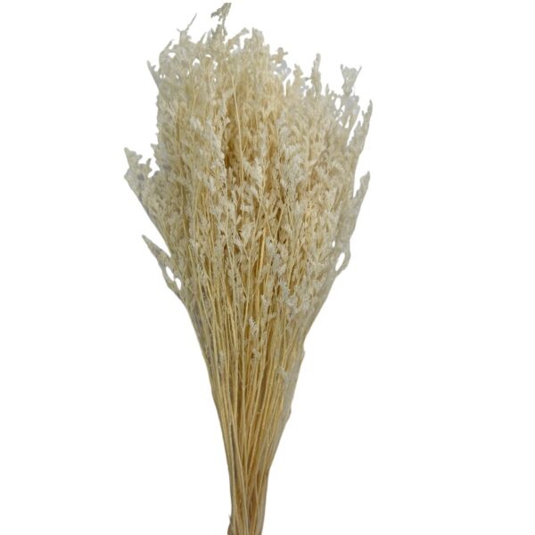 Dry white caspia - Image 2