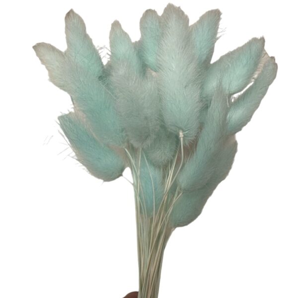 Dry baby blue Lagurus - Image 2