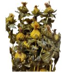 Dry orange carthamus