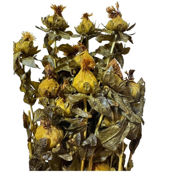 Dry orange carthamus