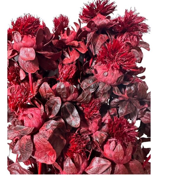 Dry wine color carthamus