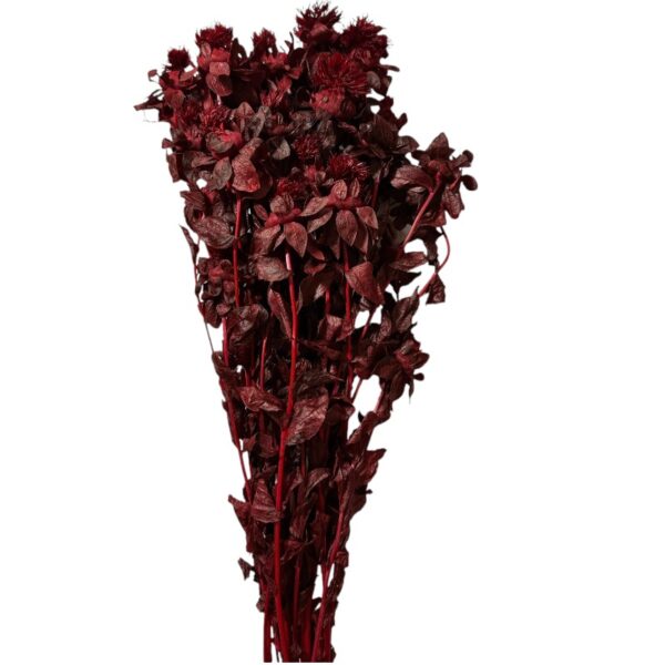 Dry wine color carthamus - Image 2