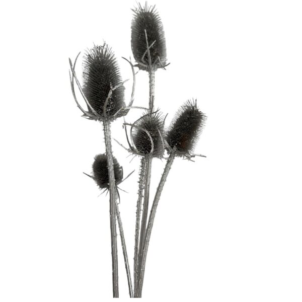 Dry silver Chardon - Image 2