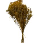 Dry yellow broom - Image 3