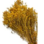 Dry yellow broom - Image 2
