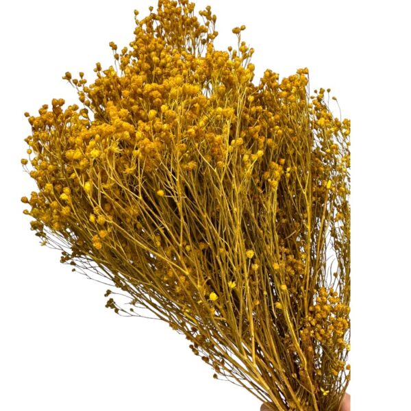 Dry yellow broom - Image 2