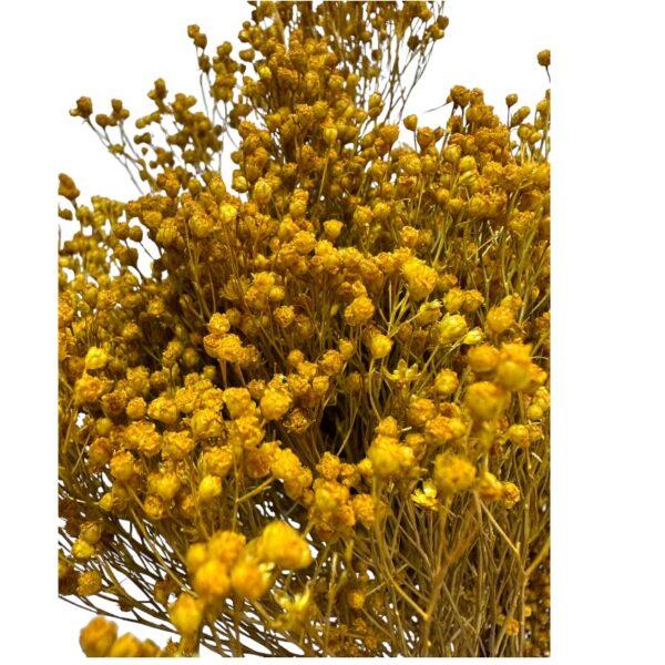 Dry yellow broom