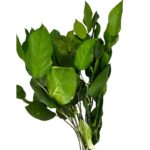 Preserved green H. Arborea - Image 2