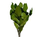 Preserved green H. Arborea - Image 4