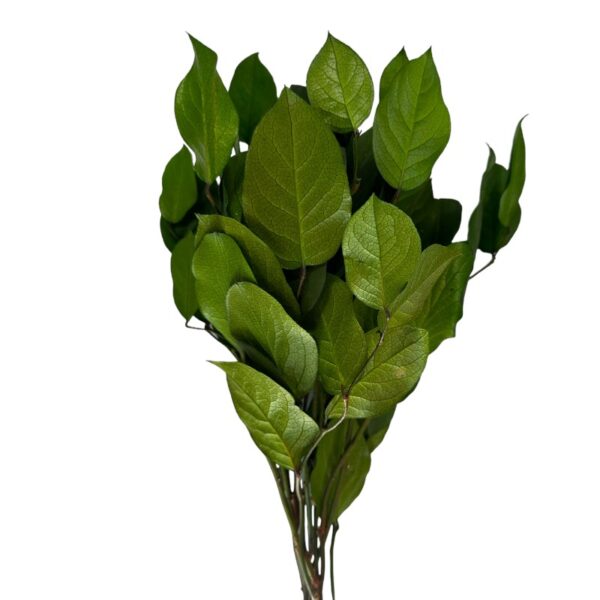 Preserved green H. Arborea - Image 4