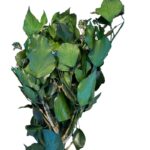 Preserved green H. Arborea