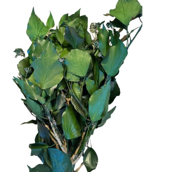 Preserved green H. Arborea