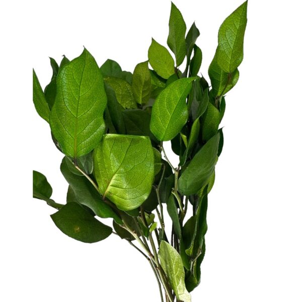 Preserved green H. Arborea - Image 2