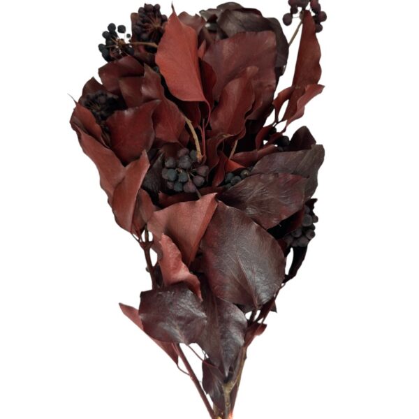 Preserved red H. Arborea - Image 4