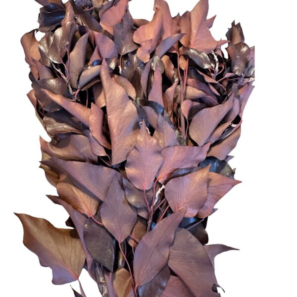 Preserved red H. Arborea