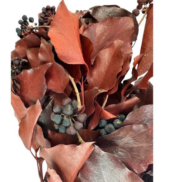 Preserved red H. Arborea - Image 2