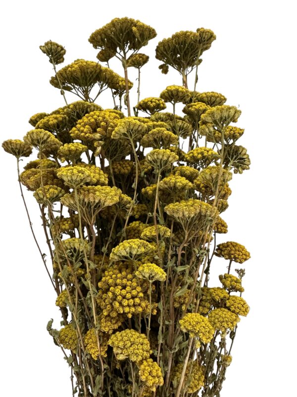 Natural yellow yarrow
