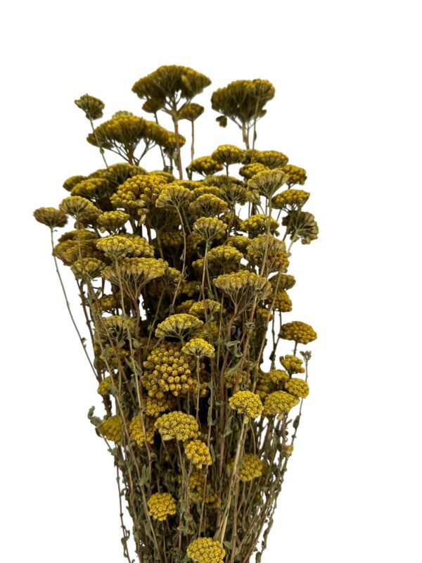 Natural yellow yarrow - Image 2