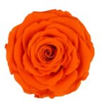 Preserved roses orange Roseamor