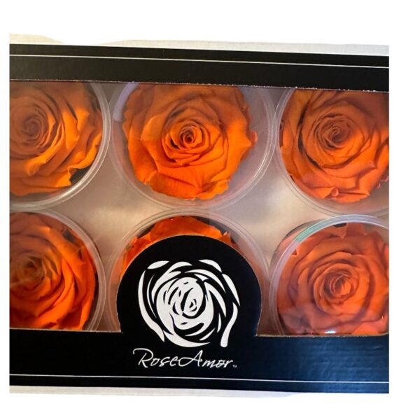 Preserved roses orange - Image 3