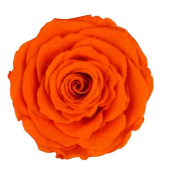 Preserved roses orange Roseamor