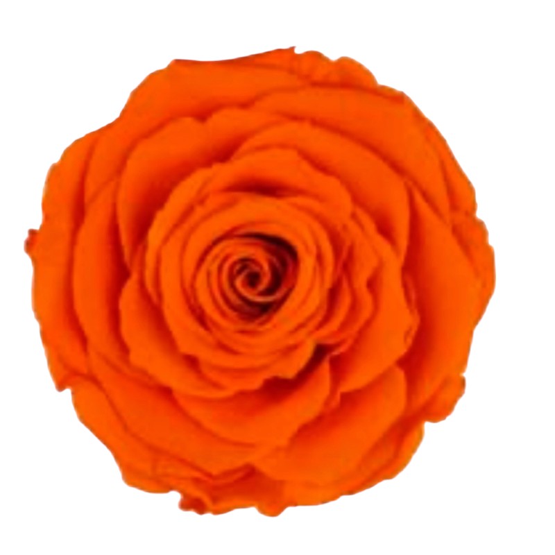 Preserved roses orange Roseamor