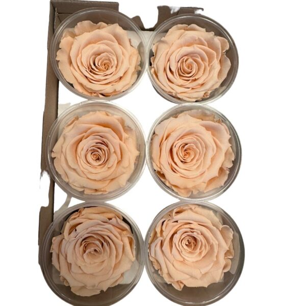 Preserved roses peach - Image 3