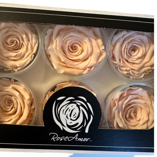 Preserved roses peach - Image 2