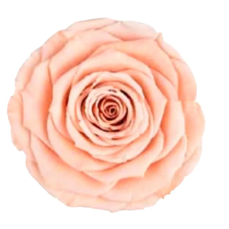 Preserved roses peach Roseamor