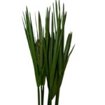 Preserved green cyperus papiro - Image 2