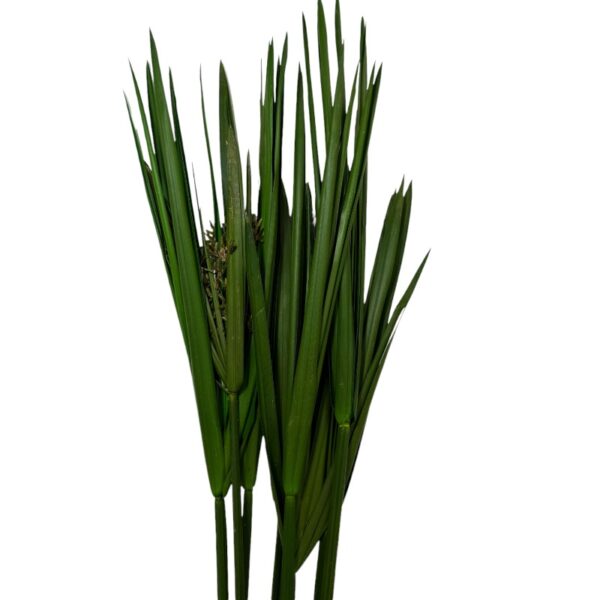 Preserved green cyperus papiro - Image 2