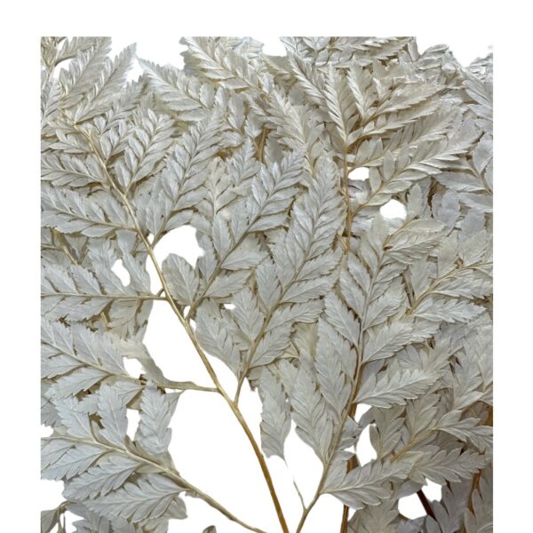 Preserved cream color Cuero fern - Image 2