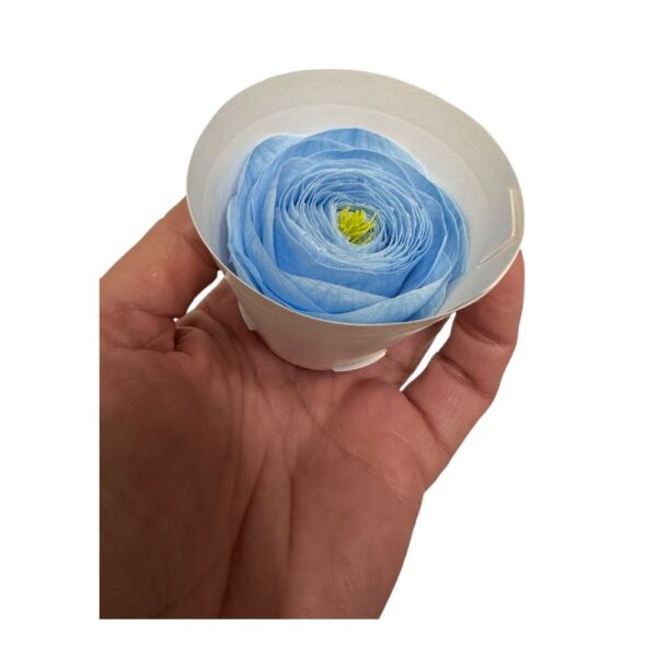 Preserved, Ranunculus 9 box, blue 89