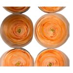Preserved, Ranunculus 9 box, peach 99 - Image 4