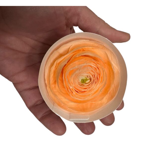 Preserved, Ranunculus 9 box, peach 99