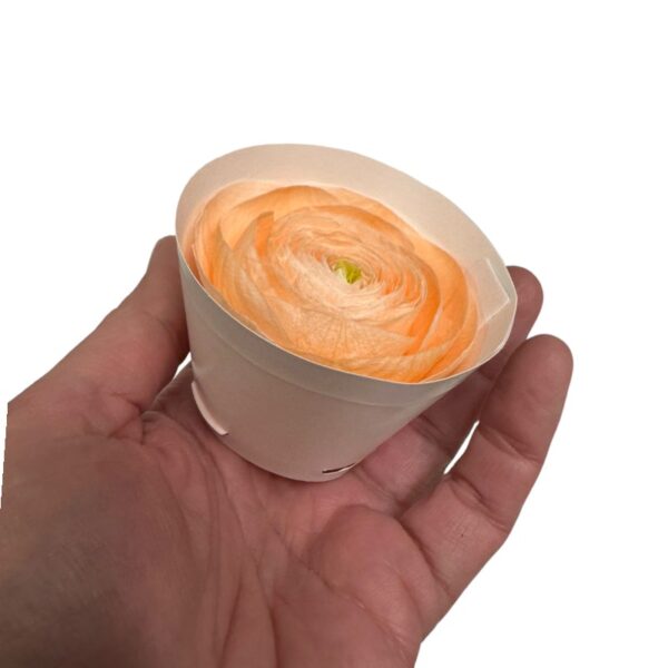 Preserved, Ranunculus 9 box, peach 99 - Image 2