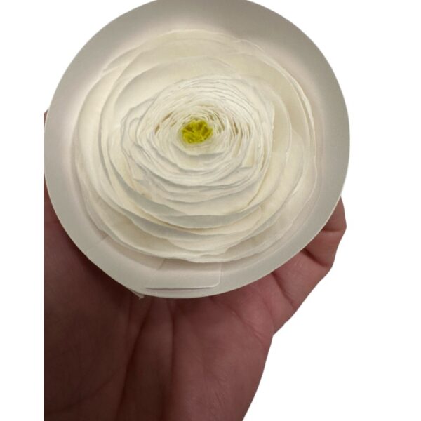 Preserved, Ranunculus 9 box, white 01